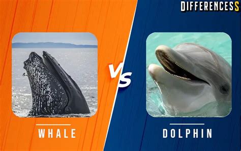 whale vs dolphin difference