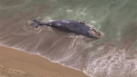 whale washed up on shore 2023