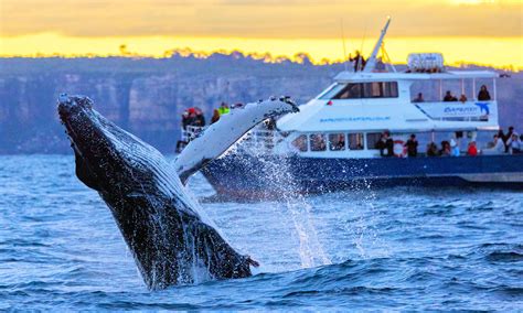 whale watching close encounter