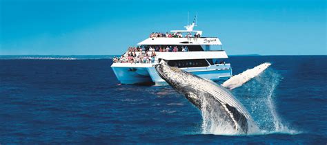 whale watching cruises 2024
