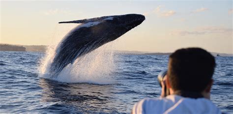 whale watching faqs