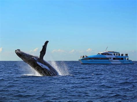 whale watching ferry