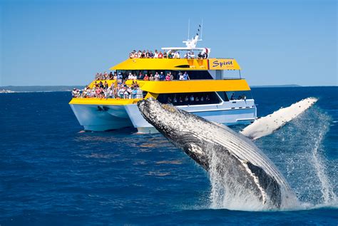 whale watching hervey bay best time