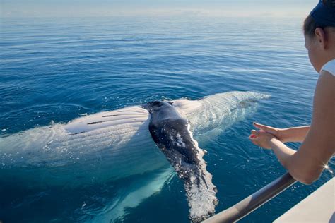 whale watching hervey bay season