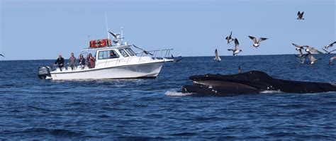 whale watching in cape cod