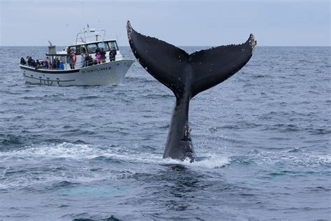 whale watching in march 2024