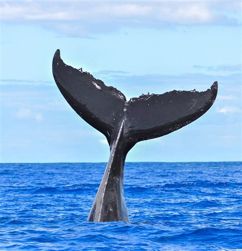whale watching in rocky point mexico
