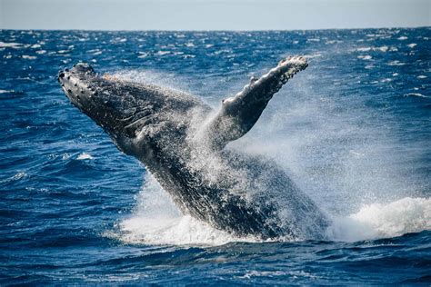 whale watching jervis bay best time