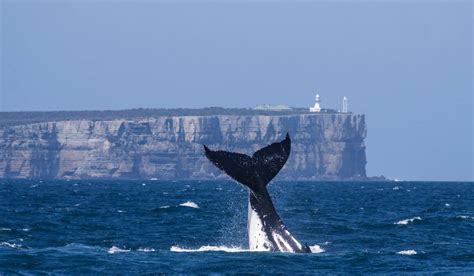 whale watching jervis bay season