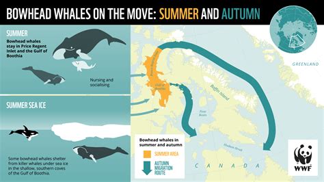whale watching migration