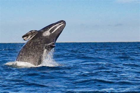 whale watching on pacific coast