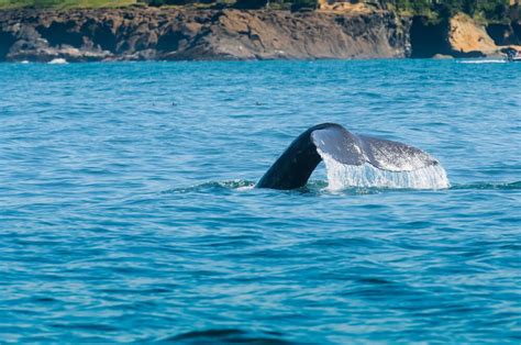 whale watching oregon coast 2021