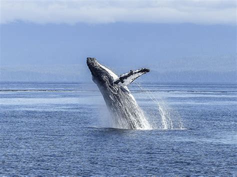 whale watching oregon coast 2022