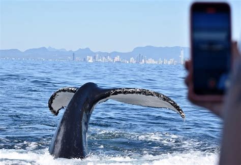 whale watching planning tips