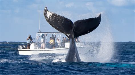 whale watching preparation