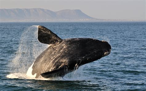 whale watching south africa hermanus