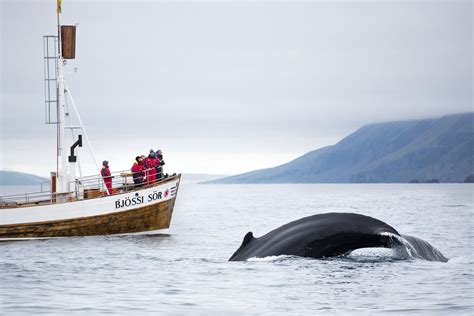 whale watching spots