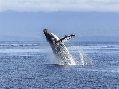 whale watching tours oregon coast 2023