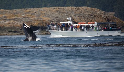 whale watching washington coast