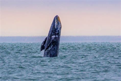 whale watching week oregon coast