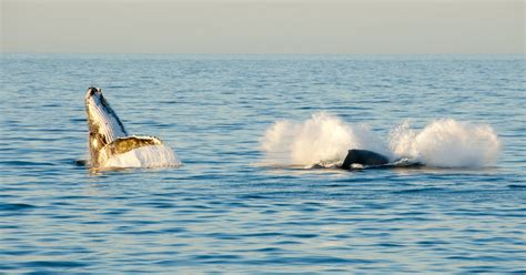 whale watching western washington