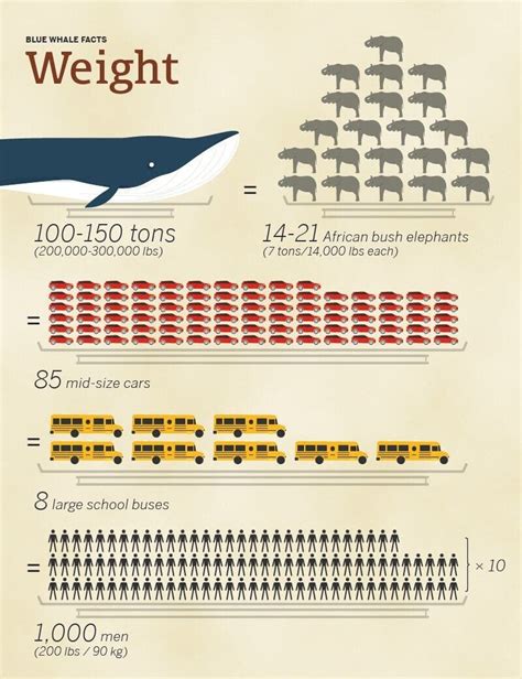whale weight at birth