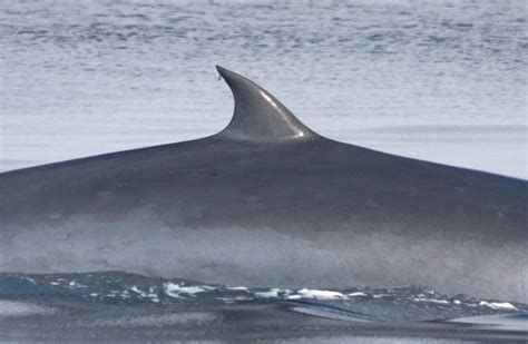 whale with dorsal fin