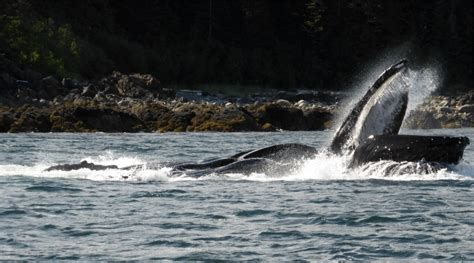 Humpback whale (Megaptera novaeangliae) fluke along the coast of