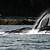 whales in homer alaska