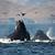 whales in morro bay