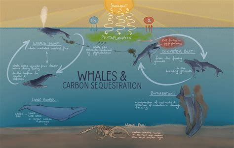 whales and climate change