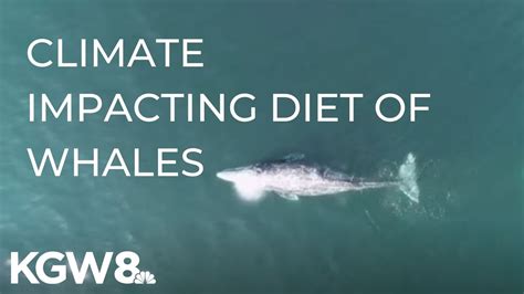 whales and global warming
