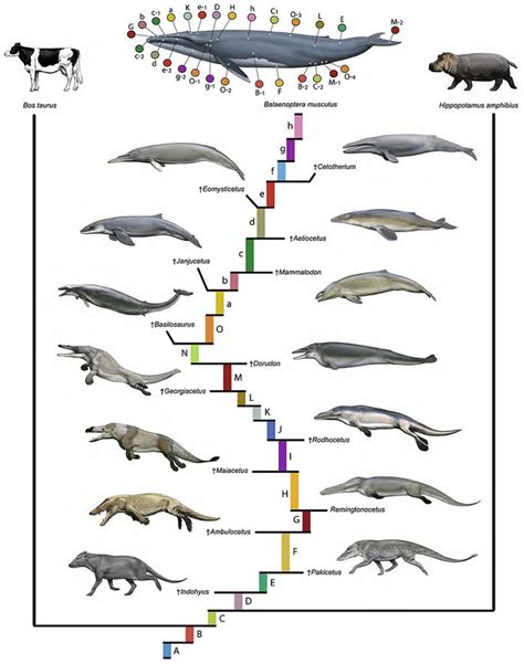whales are descendants of