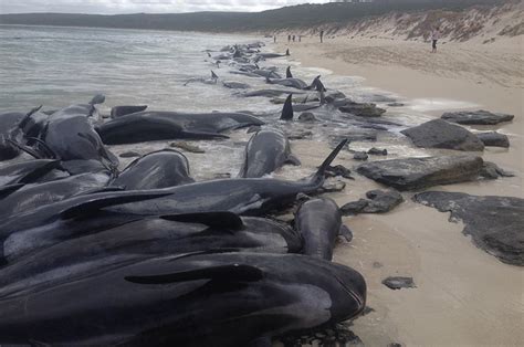 whales beaching themselves 2023
