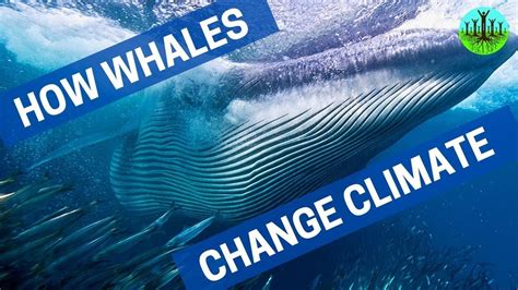 whales change the climate