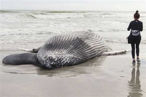 whales dead on nj shore