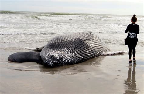 whales dying in nj