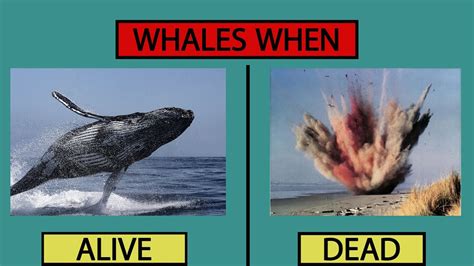 whales explode when they die