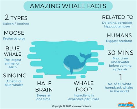 whales fun facts for kids