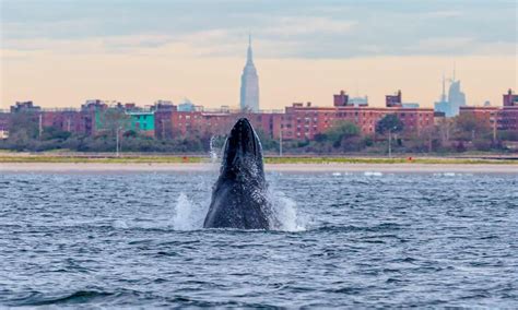 whales in new york city