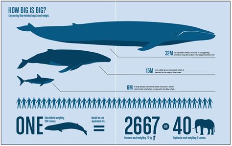 whales length and weight