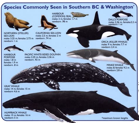 whales listed by size