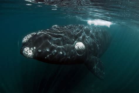 whales of the north pacific ocean