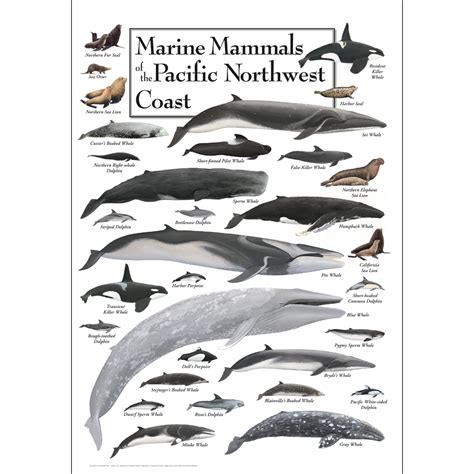 whales of the pacific northwest