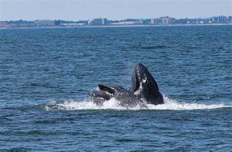 whales off new jersey coast