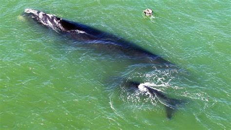 whales off the coast of florida