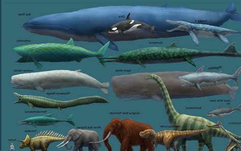 whales sizes chart