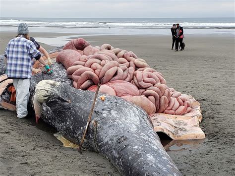 whales washed up on beach