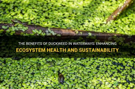 Duckweed Aquarium Plant How to Grow and Care Guide Fishkeeping Forever