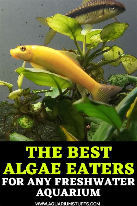 12 Best Small Algae Eaters Neeness